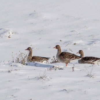 Migrația de toamnă